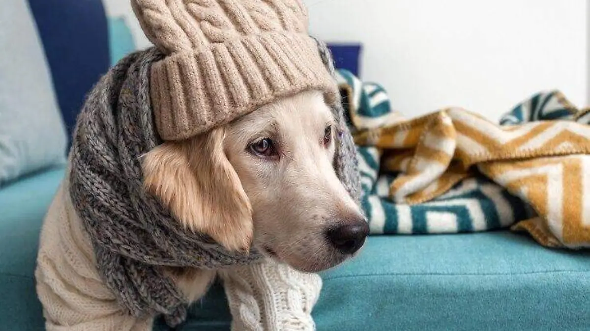 ¿Es necesario usar ropa para mascotas en invierno